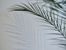 マイレ(Maile)/Maile