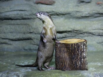 アジアンリラクゼーション ヴィラ 福岡東店(asian relaxation villa)/タイ;アクアリア・プーケット