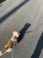 ロレインブロウ 川口店&nbsp;愛犬のミルクちゃんです。今年13歳のおばあちゃん犬です♪