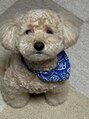 ラ ピラティス 茶屋町店(La pilates) 愛犬のこつぶです♪おやつおねだり中…