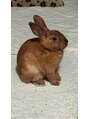 あしまる 武蔵小山店 実家で飼っているうさぎ。壁と睨み合っているのが可愛いです。