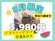 ティンクル(Twinkle)の写真