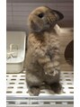 レカロ 札幌大通店(RECARO)&nbsp;家で飼っているホーランドロップのベイルくん★男の子です！