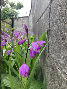 ヨサパーク カズリー(YOSA PARK kazury)/春のお庭 2