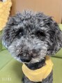 サロンド リアン(Salon de Liens)&nbsp;愛犬のリアンくんです(^^)