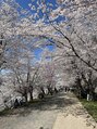 ピコネイル(pico nail) 津山の桜めっちゃ綺麗でした！！