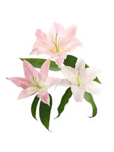 ラナガーデン(LANA GARDEN)&nbsp;Sanae 