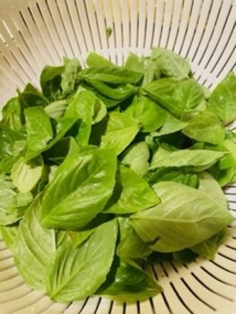 チェッコリ(CHECCOLY)/サロン横で育てていたバジル♪