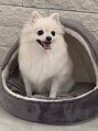 キャンアイドレッシー 藤枝店&nbsp;愛犬U^ェ^U可愛すぎてメロメロです！