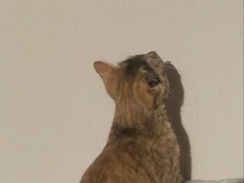 ヨヘン 芦屋店(YoHen)/.