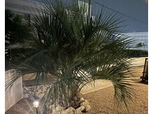 リリー(Lil'y)/ミニヤシの木が目印です♪