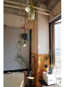 ウェンセン(Wensen.)/大きな窓とグリーン