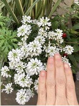 桃の木 吉祥寺店/自爪散歩　イベリス