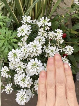 桃の木 吉祥寺店/自爪散歩 イベリス