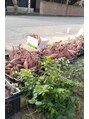 ほぐしの名人 小新店 野菜も育ててます♪今年はさつまいもがたくさん取れました♪