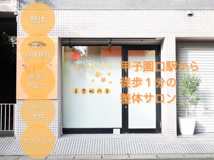カエデ(Kaede)の写真