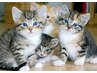 体整えながら社会貢献！保護猫団体への寄付付き全身整体 ¥16,000