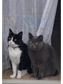 ナフ(naf) 看板猫チャンドラー(グレー)とゴンザレス(ハチワレ)人が大好き