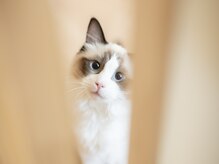 ねむねこ/看板猫サクラ