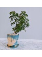 アマナ(Amana)/観葉植物