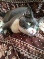 カレン 表参道(KALEN)&nbsp;実家の猫のグレちんです！《ヘッドスパ#表参道#渋谷》