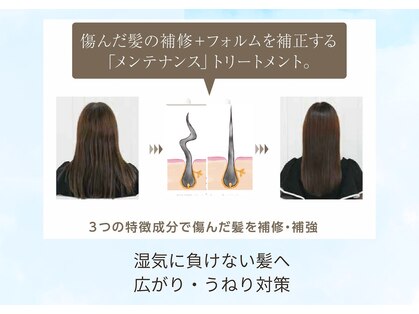 リトルツリー(little tree)の写真