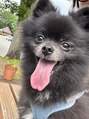 スリー(THREE)&nbsp;愛犬のポメラニアンです^ ^ブログにも度々、登場しています！