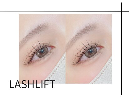 シロ(shiro)の写真