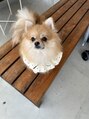 ヨサパーク モアニ(YOSA PARK) 愛犬むぎ(ポメラニアン)と暮らしてます!