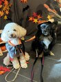 ディーエル ビューティー 府中店(DL BEAUTY)&nbsp;パピヨン×チワワmixとトイプーと暮らしてます♪