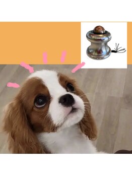 リボーン(Reboorn)/その疲れにCS60ももほぐし