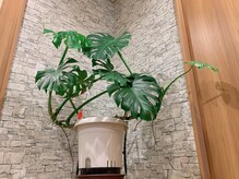 アロマアンドビューティー 結/大きなモンステラもお出迎え