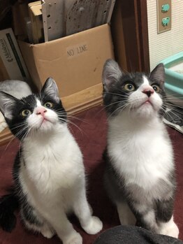 ソワンド ルバンシュ/我が家の猫☆