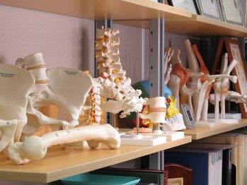 仙台あべ整体/整体院なら骨格模型