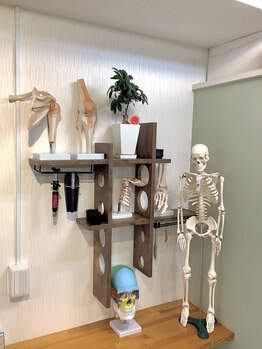 背骨ラボ 汐留整体院/【矯正器具・模型】