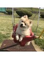 ファーファラ(Farfalla)&nbsp;愛犬コロン君♪人が大好きで甘えん坊です(*´ω｀)