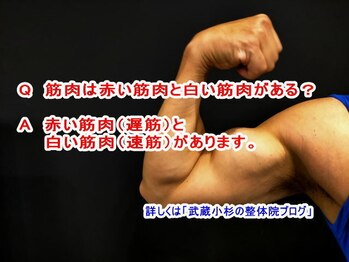 小池整体院/筋肉には２種類あるの？