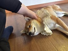 はりきゅう ヨカ(はりきゅうYOKA)の雰囲気（自宅サロンに親戚の犬がいます♪人好きで吠えず噛みません◎）
