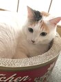 シャングリ ラ(Shangri La)&nbsp;猫(三毛猫)も飼っています！
