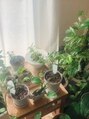 フェルマータ アロマトリートメント横浜店(fermata) 観葉植物を育てています。どんどん増えて30鉢超えました(^^)