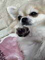フレルト 松阪店(FLELT) 愛犬のふくれおくん、毎日メロメロです