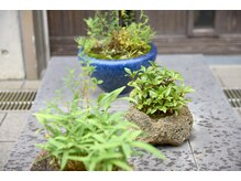 店舗入口には暖簾と季節の山野草を飾っています