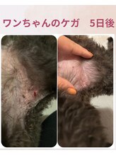 ララスマイル 鶴崎森町店/犬のけがが早く綺麗になりました