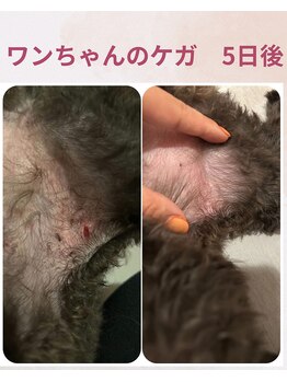 ララスマイル 鶴崎森町店/犬のけがが早く綺麗になりました