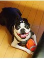 ネイルアンドアイラッシュ グランジュテ(GRANDJETE)&nbsp;看板犬ボストンテリア♂家には猫3匹。動物が大好きです♪