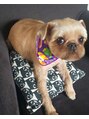 エンジェル 葛飾(ANGEL) 犬社長 なめこ