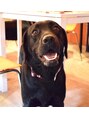 マンマ ジュンナ 愛犬ラブ!穏やかでとても優しい4歳の黒ラブ♂です。毎日が癒し!