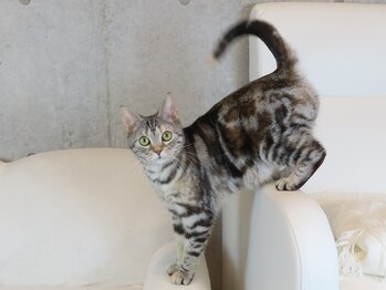 ネイルサロンChopin/猫のエミリー