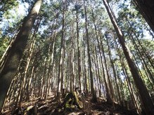えん発酵温熱木浴 神楽坂店/厳選した無垢ヒノキを使用