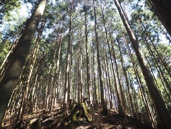 えん発酵温熱木浴 神楽坂店/厳選した無垢ヒノキを使用